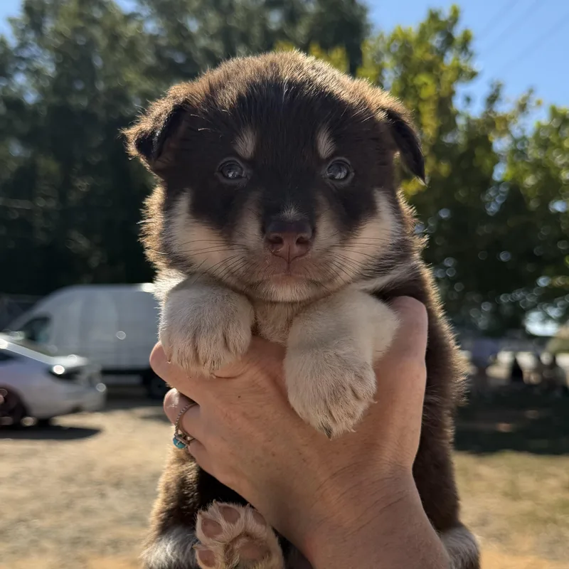 A baby medium-sized female Brown / Chocolate German Shepherd Dog dog named Corvette for adoption in Columbia, SC