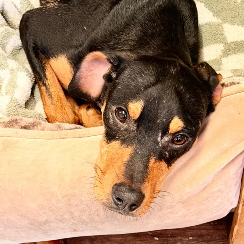 A young small-sized male Black Hound dog named Ravi for adoption in Evensville, TN