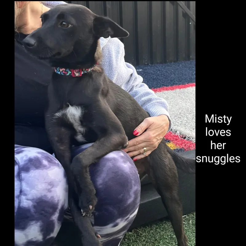An adult small-sized female Miniature Pinscher dog named Misty for adoption in Fredericksburg, VA