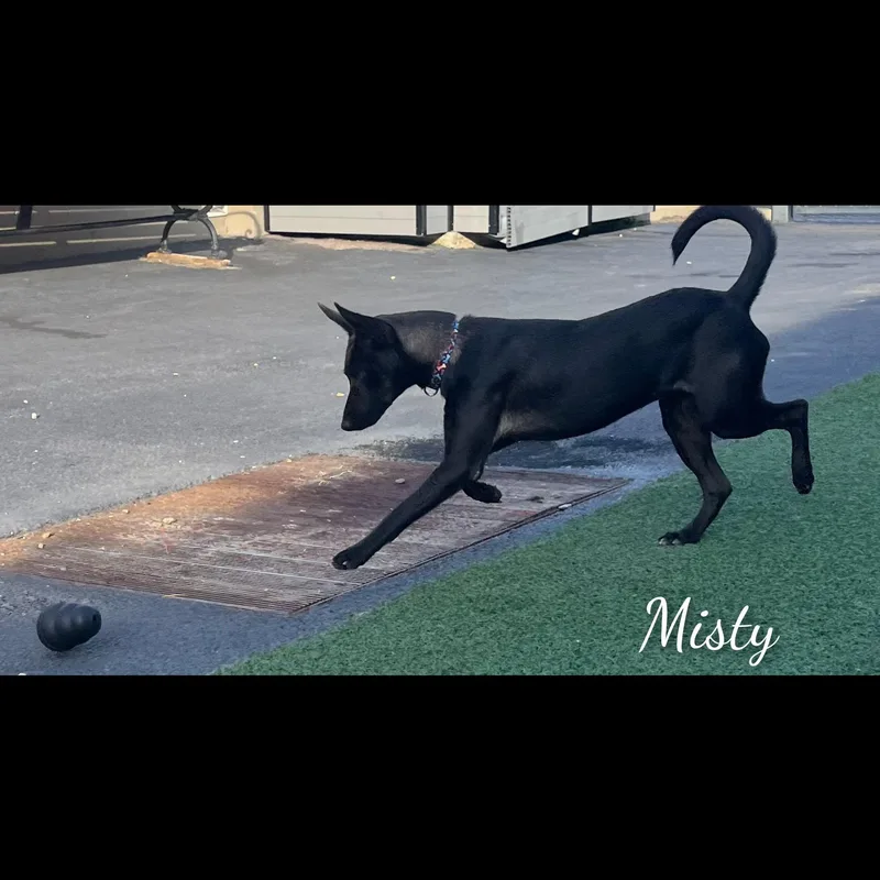 Misty thumbnail 6