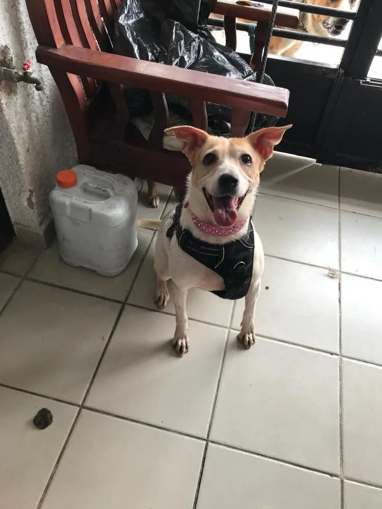 An adult medium-sized female Labrador Retriever dog named Luneta for adoption in Gig Harbor, WA