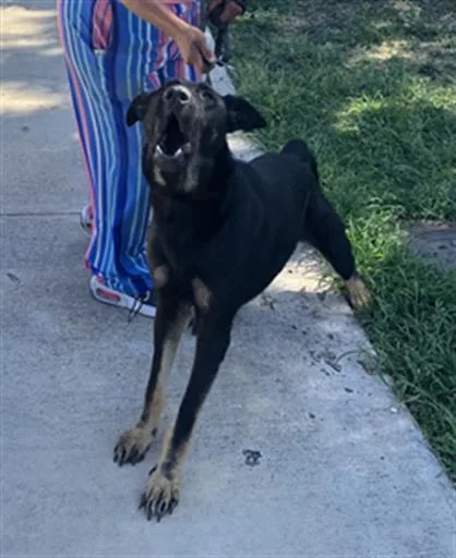 A young large-sized male German Shepherd Dog dog named Blacky for adoption in Dallas, TX