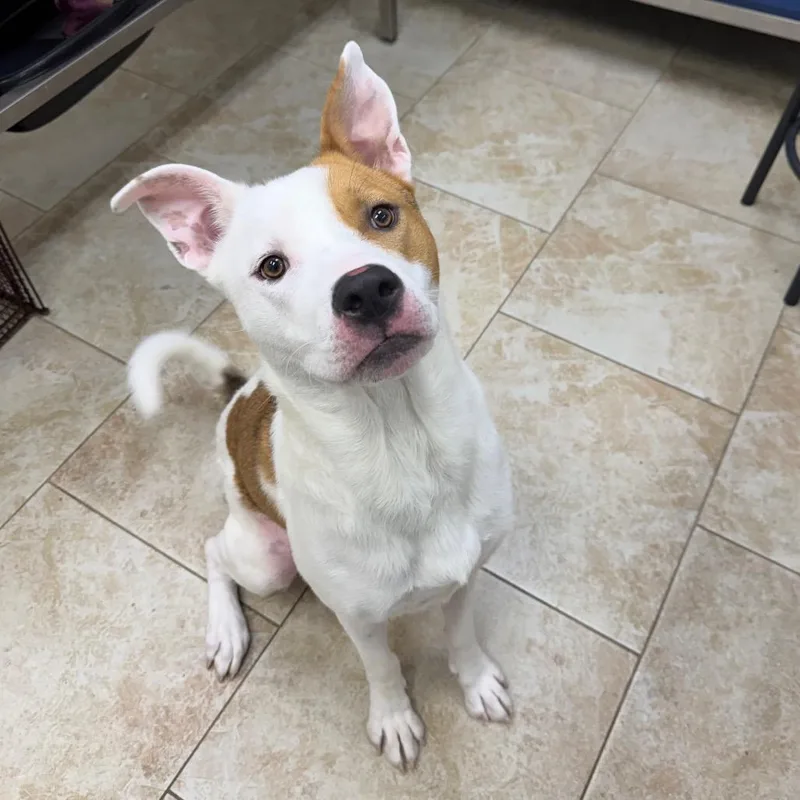 An adult large-sized male White / Cream Pit Bull Terrier dog named Chico for adoption in Galveston, TX