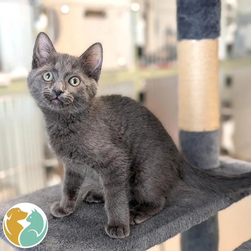 A baby small-sized female Gray / Blue / Silver Domestic Short Hair cat named Oops for adoption in Toledo, OH