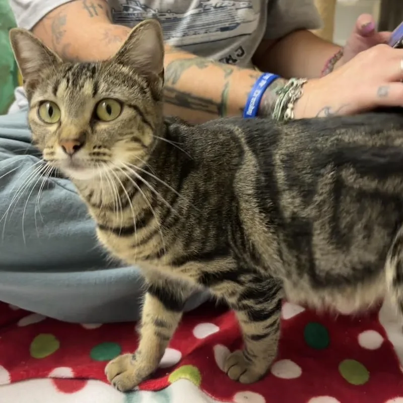 An adult medium-sized female Tabby (Brown / Chocolate) Domestic Short Hair cat named Honeybee for adoption in jacksonville, FL