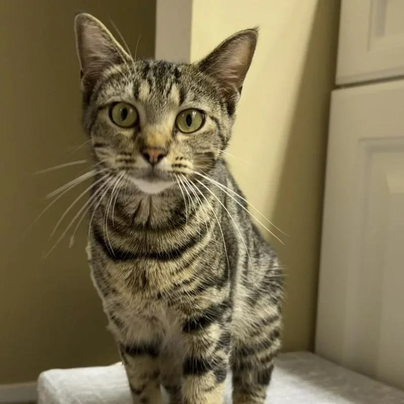 Honeybee thumbnail 4