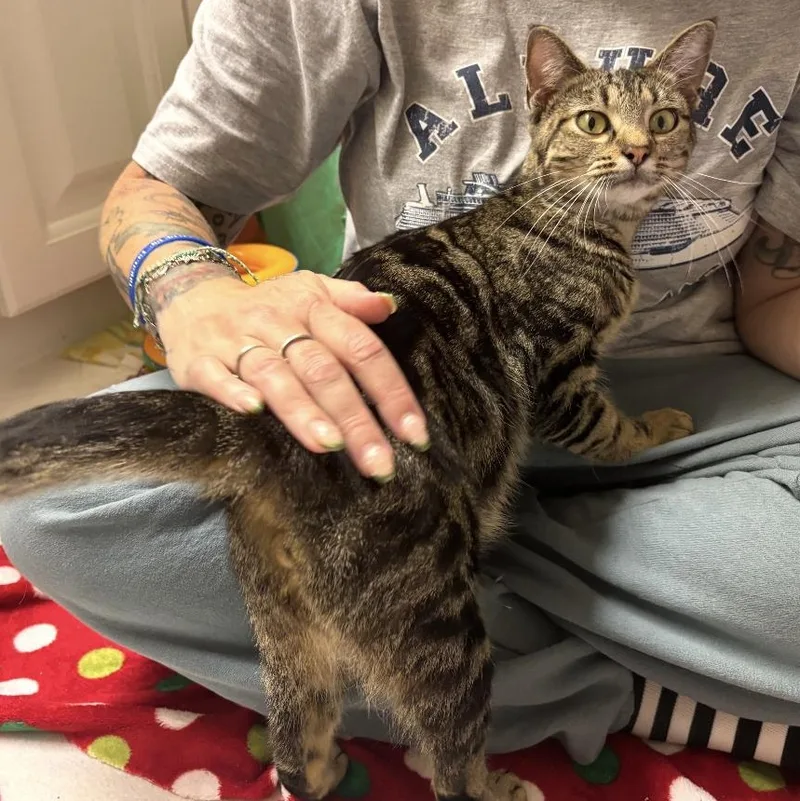 Honeybee thumbnail 5