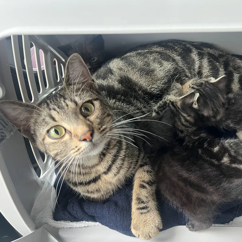 Honeybee thumbnail 6