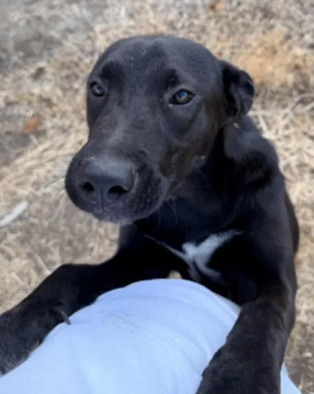 An adult large-sized female Black Labrador Retriever dog named Vida for adoption in renton, WA