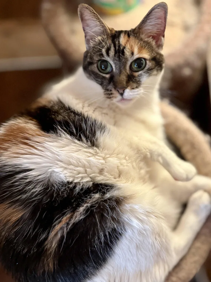 An adult medium-sized female Domestic Short Hair cat named Ameila for adoption in Sicklerville , NJ
