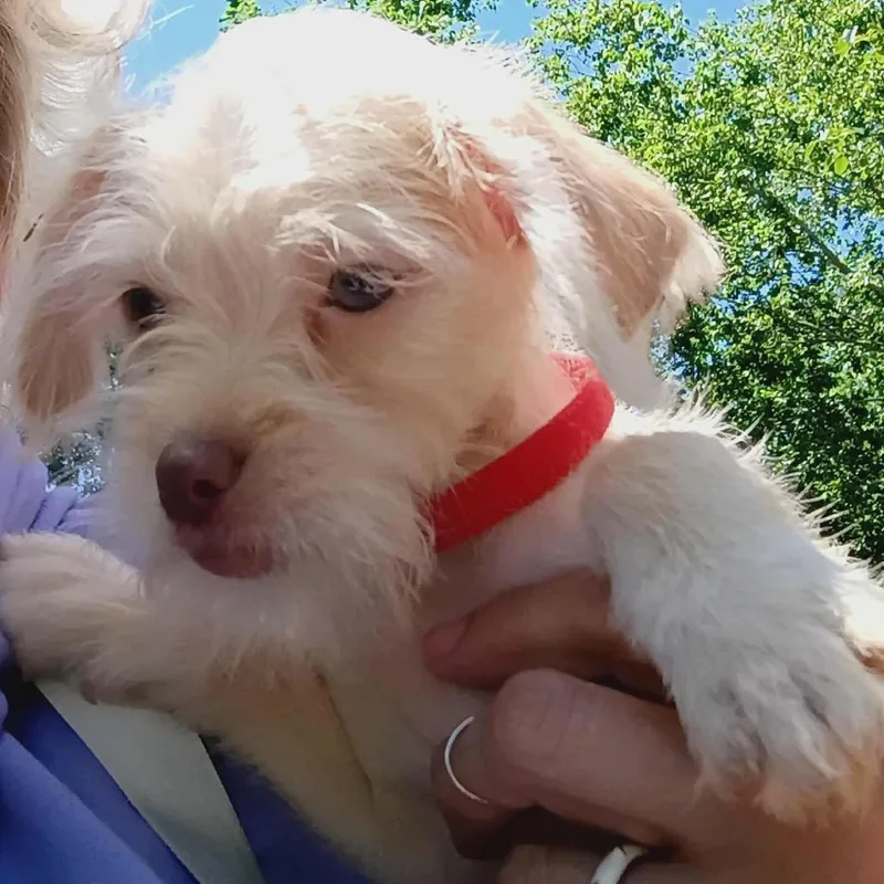 Athena  Red Collar thumbnail 2