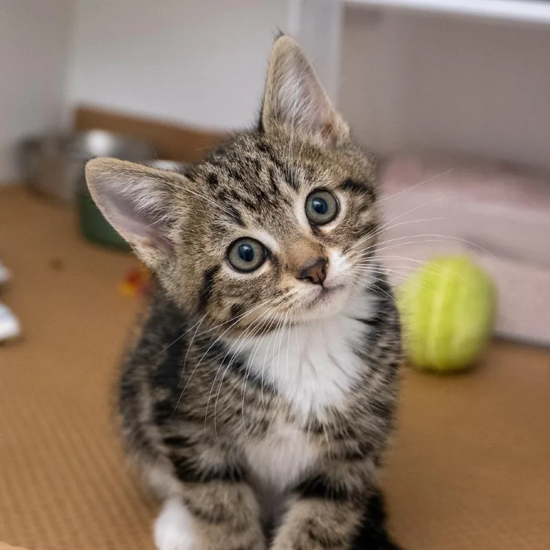 A baby small-sized male Brown / Chocolate Domestic Short Hair cat named Matzah Ball for adoption in New York, NY