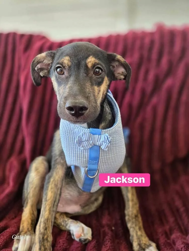 A baby medium-sized male Brown / Chocolate Labrador Retriever dog named Jackson for adoption in Saugus, MA