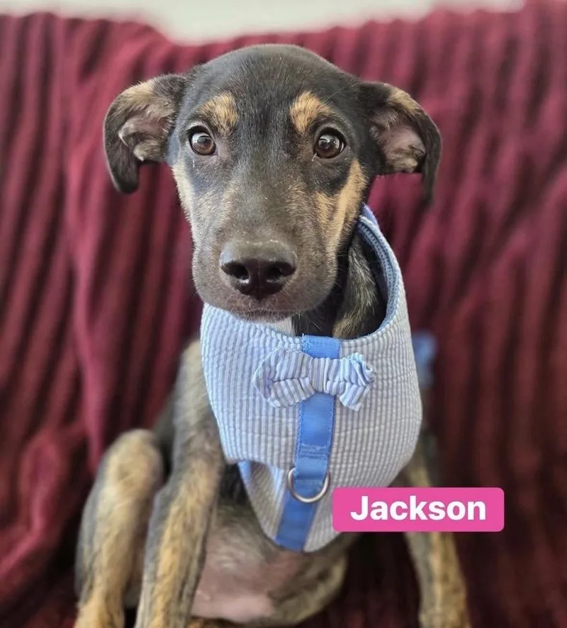 Jackson thumbnail 2