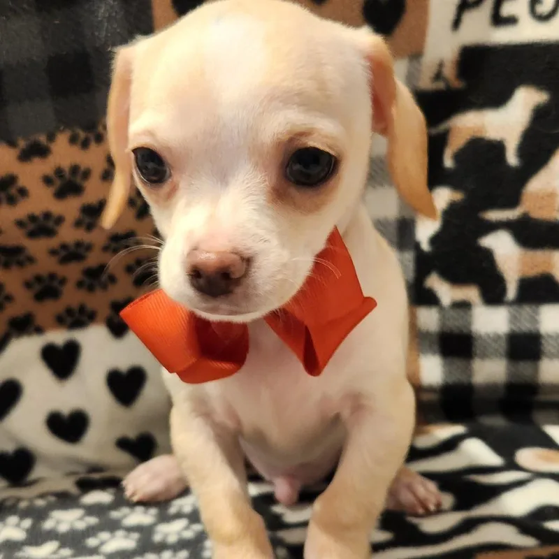 A baby small-sized male White / Cream Chihuahua dog named Pico for adoption in Centralia, WA