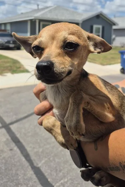 A young small-sized female Chihuahua dog named Wren for adoption in San Antonio, TX