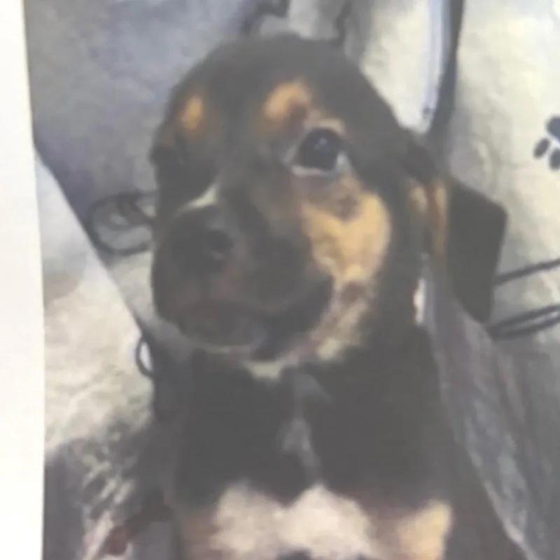 A baby small-sized male Yellow / Tan / Blond / Fawn Labrador Retriever dog named Cedar for adoption in Wilmington, DE