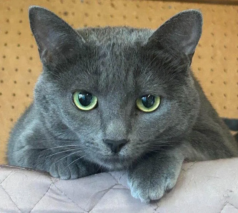 A young medium-sized female Russian Blue cat named Skye for adoption in Burlington, WA