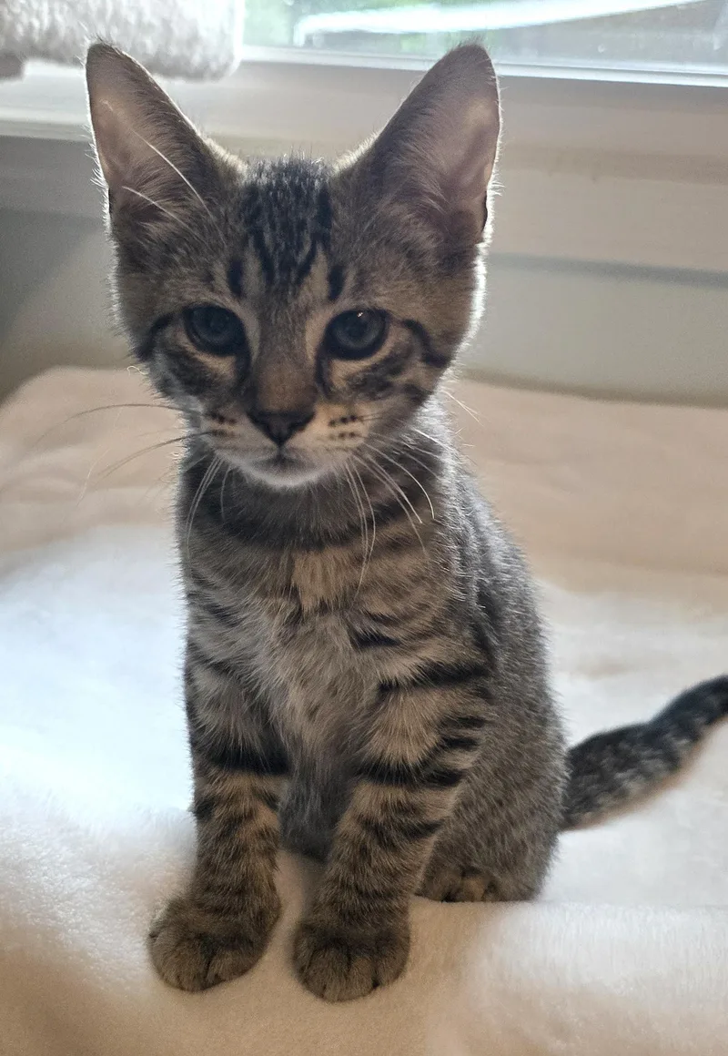 A baby medium-sized male Tiger cat named Simba for adoption in Wadsworth, OH