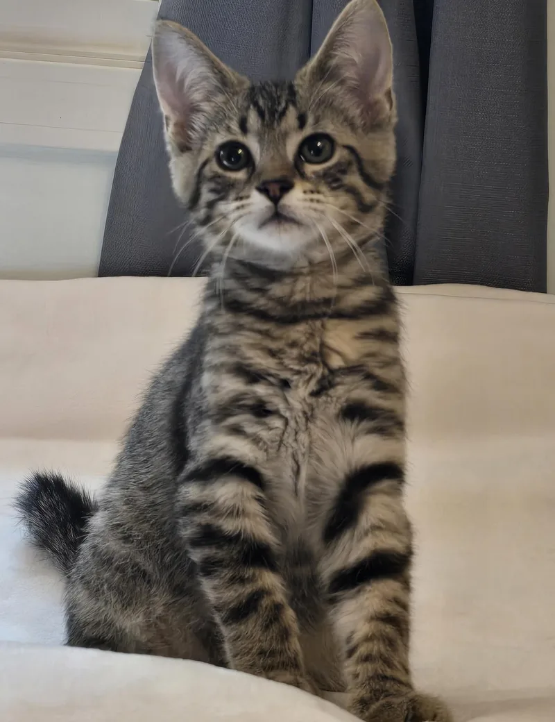 Simba thumbnail 2