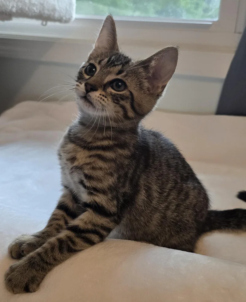 Simba thumbnail 3