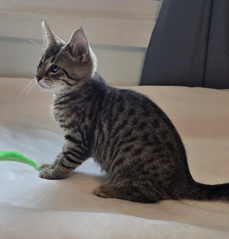 Simba thumbnail 4