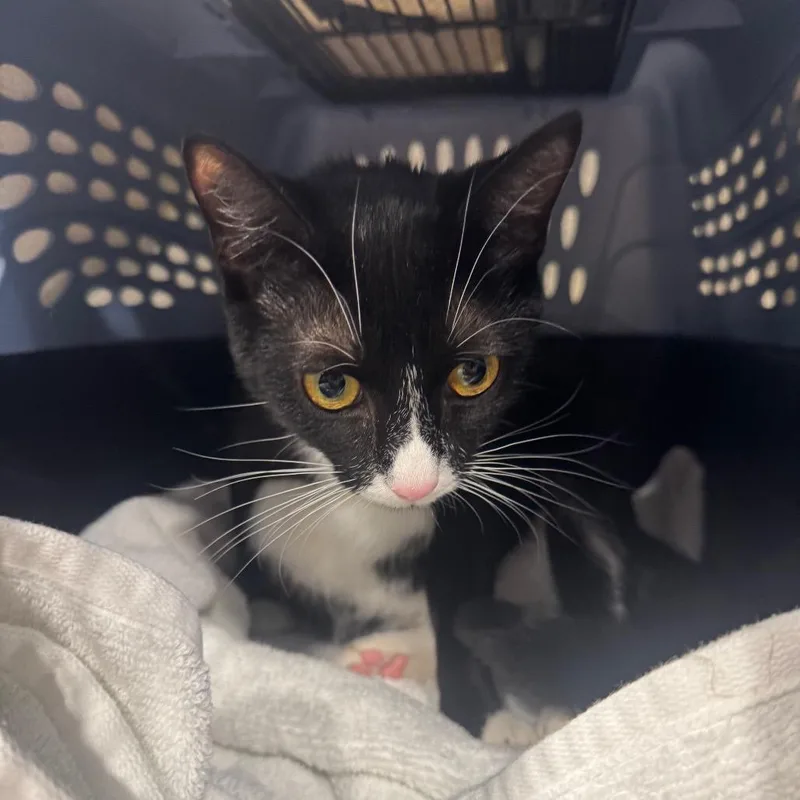 A young medium-sized female Black Domestic Short Hair cat named Susan for adoption in Tampa, FL