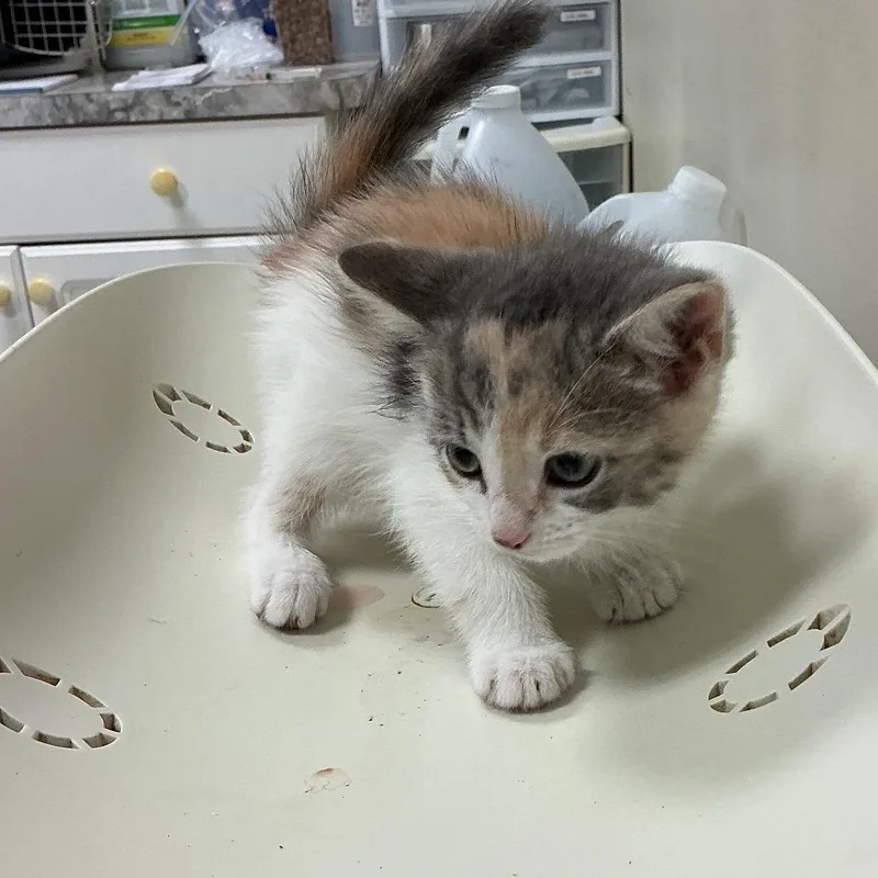 A baby small-sized female Calico Domestic Short Hair cat named Seraphina for adoption in Elizabeth City, NC