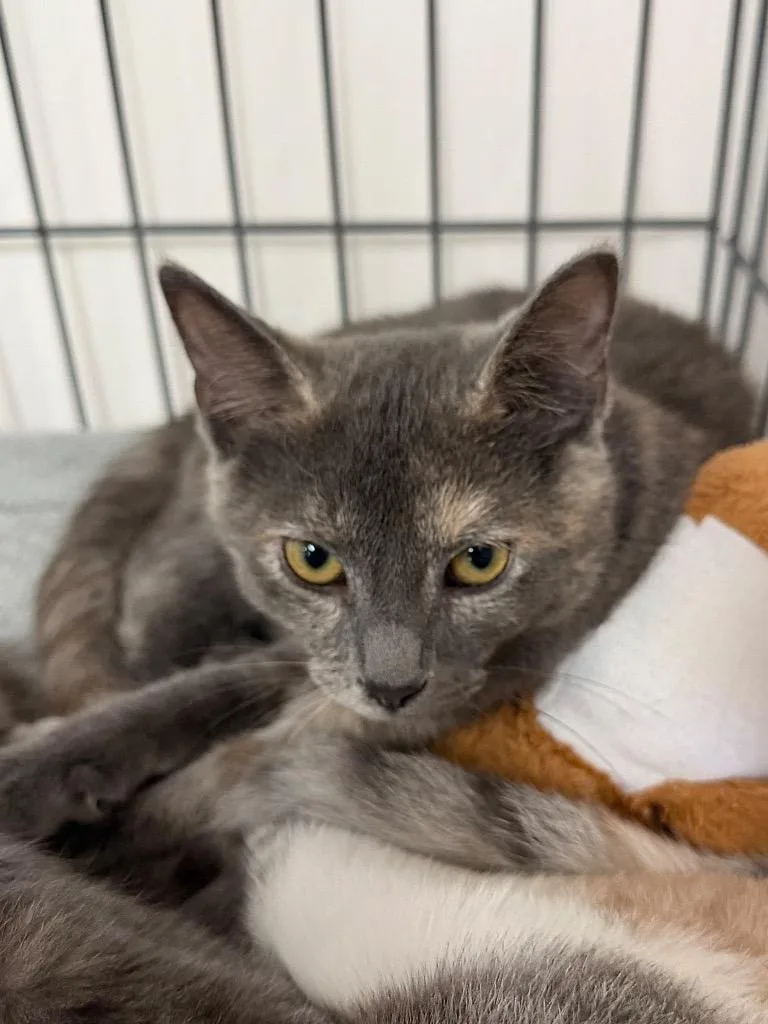 A baby medium-sized female Domestic Short Hair cat named Payless for adoption in Cincinnati, OH