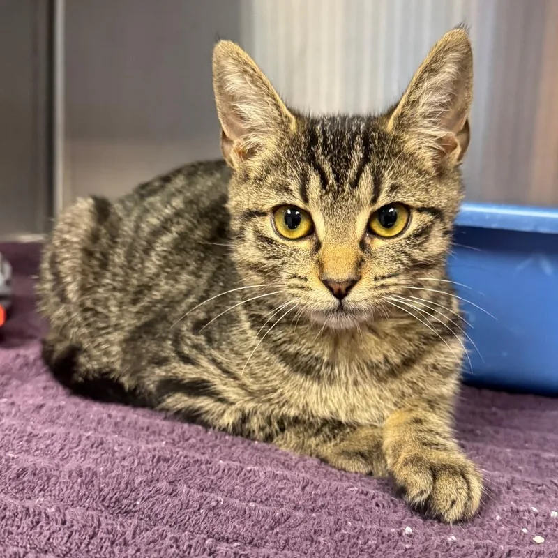 A baby small-sized male Brown / Chocolate Domestic Short Hair cat named SkipIt for adoption in Easton, PA
