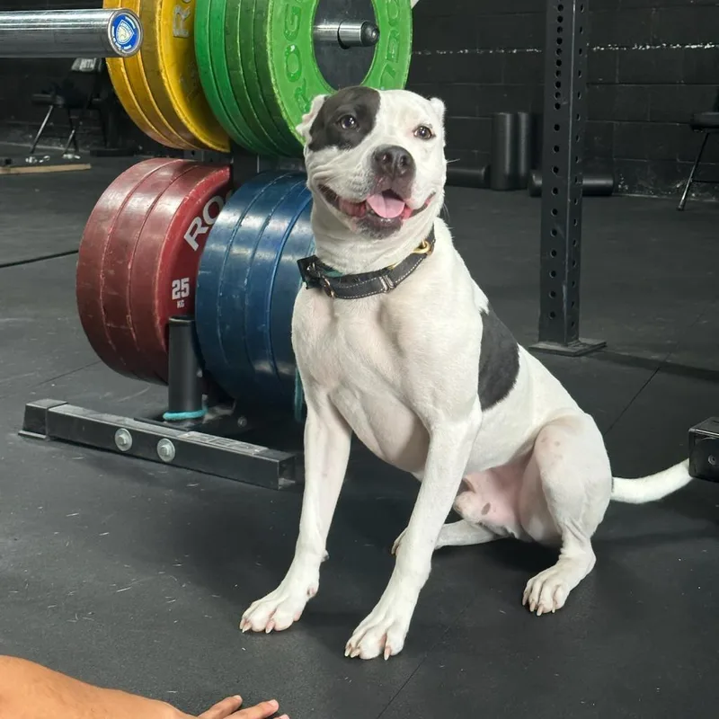 Ferguson thumbnail 2