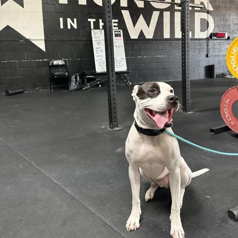 Ferguson thumbnail 5