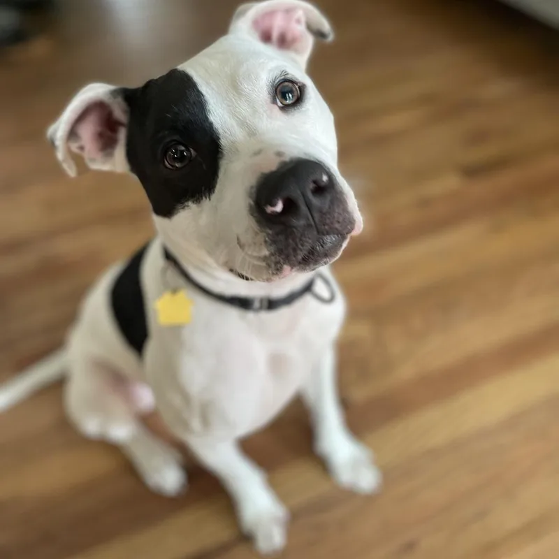 Ferguson thumbnail 6