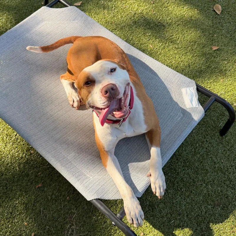 An adult medium-sized male Yellow / Tan / Blond / Fawn Mixed Breed dog named Marcus for adoption in Titusville, FL