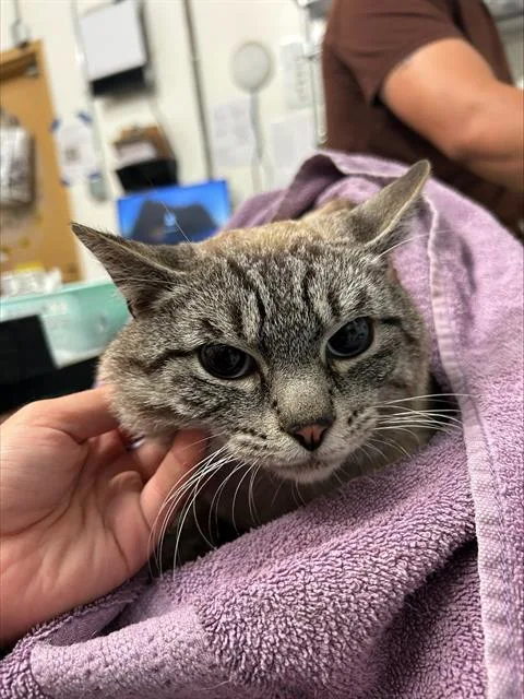 A young large-sized male Domestic Short Hair cat named Luke for adoption in Alameda, CA