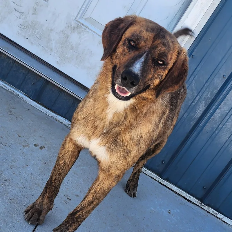 A young medium-sized male Brindle Plott Hound dog named Logan for adoption in Tama, IA