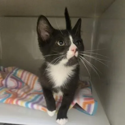 A baby medium-sized male Black & White / Tuxedo Domestic Short Hair cat named Hubba Bubba for adoption in Phoenixville, PA