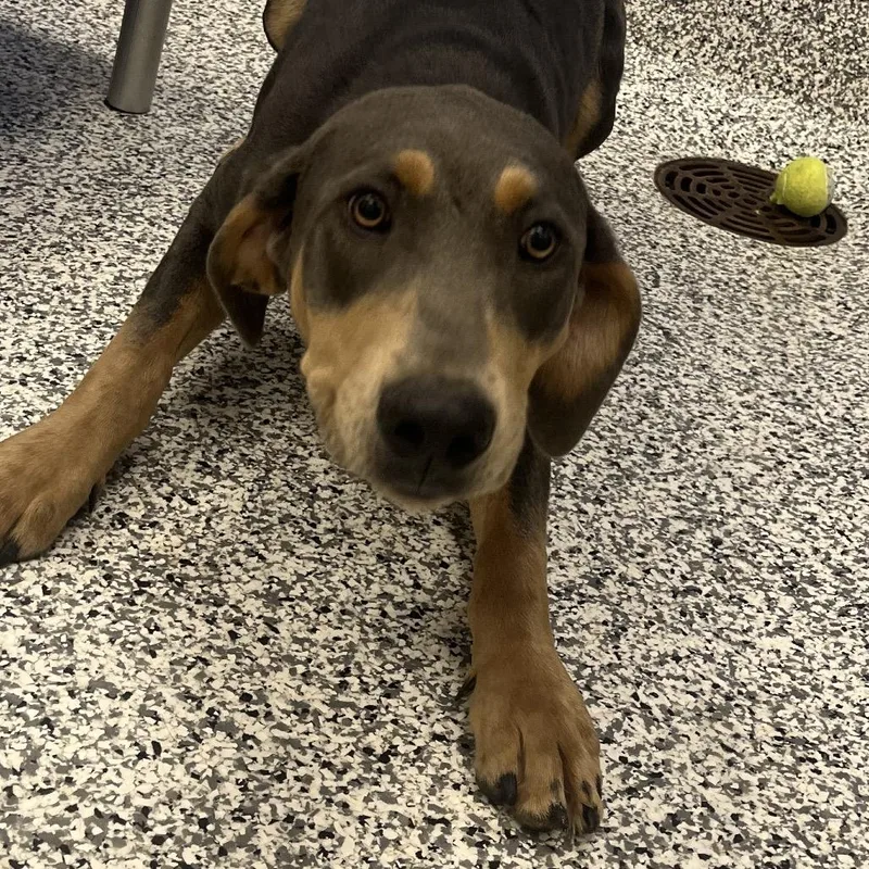 A young large-sized male Gray / Blue / Silver Bluetick Coonhound dog named Shack for adoption in Madisonville, TN
