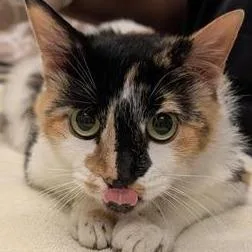 A senior large-sized female Calico Domestic Short Hair cat named Peachy for adoption in Jacksonville, FL