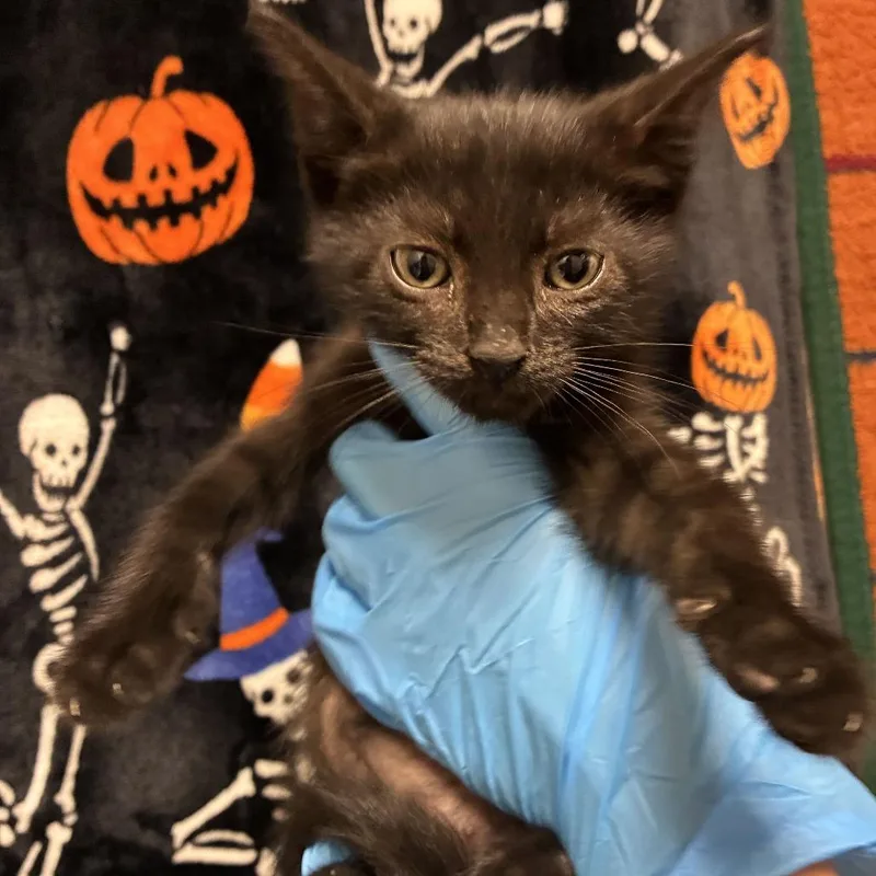 A baby small-sized male Domestic Short Hair cat named Polo for adoption in San Antonio, TX