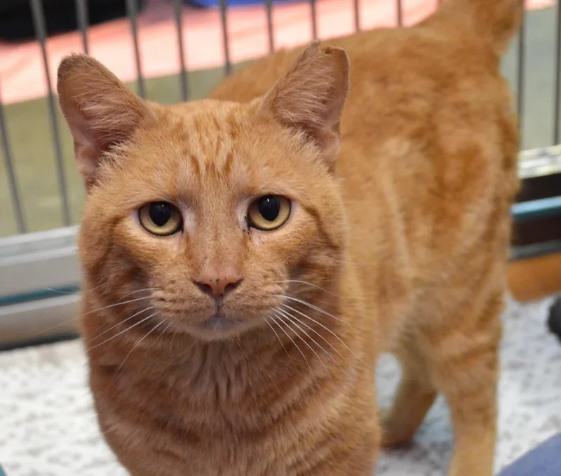 An adult medium-sized male Tabby (Orange / Red) Domestic Short Hair cat named Maxwell for adoption in House Springs, MO