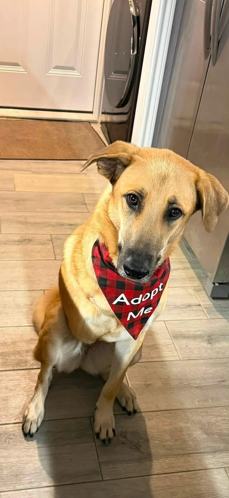 A young large-sized female Yellow / Tan / Blond / Fawn German Shepherd Dog dog named Scooby for adoption in New Rochelle, NY