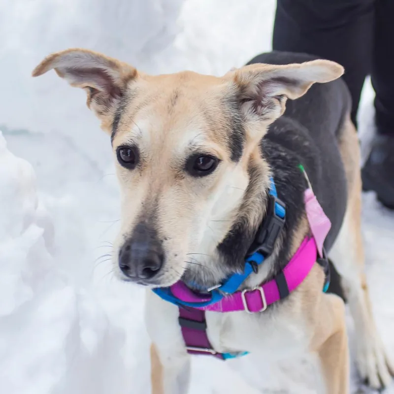 An adult medium-sized female Yellow / Tan / Blond / Fawn Mixed Breed dog named Madigan for adoption in Middletown, RI