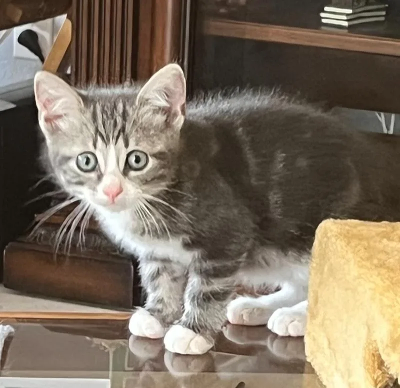 A baby small-sized male Gray & White Domestic Short Hair cat named Scout for adoption in Wellington, FL