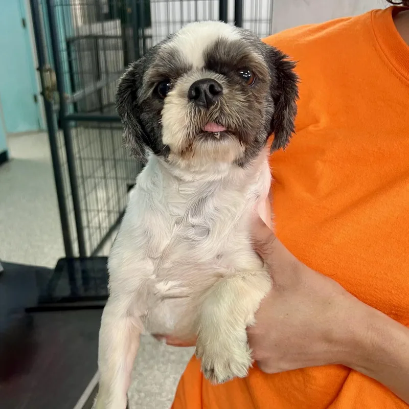 A young small-sized female Bicolor Shih Tzu dog named Jdub for adoption in Broken Arrow, OK