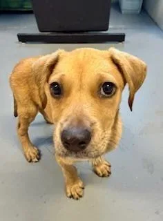 A baby small-sized female Yellow / Tan / Blond / Fawn Beagle dog named Lainey for adoption in Winter Haven, FL