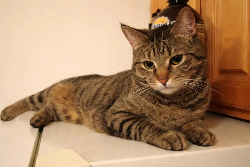 An adult medium-sized female Brown / Chocolate Domestic Short Hair cat named Masha for adoption in Philadelphia, PA