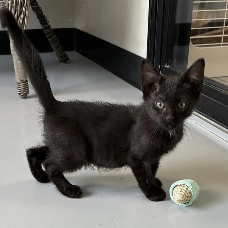 A baby small-sized male Black Domestic Short Hair cat named Ravioli for adoption in Ponca City, OK