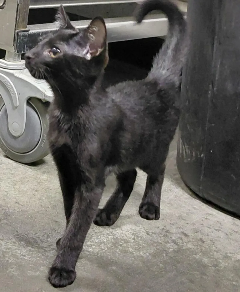 A baby small-sized male Domestic Short Hair cat named Onyx for adoption in Henderson, NC
