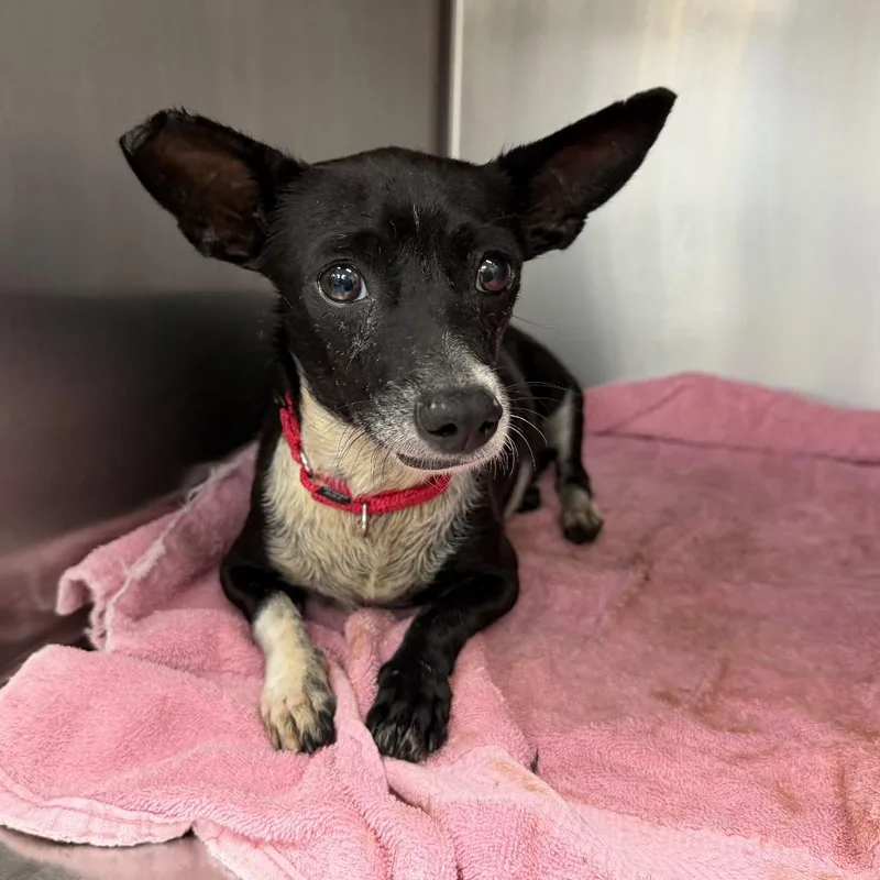 An adult small-sized female Black Mixed Breed dog named Delta for adoption in Fredericksburg, VA